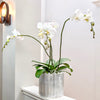 Selenite Planter Pot - IMG_1591 1365 × 1365px